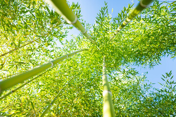 (Selective focus) Stunning view of a defocused bamboo forest during a sunny day. Arashiyama Bamboo Grove, Kyoto, Japan. Natural, green background with copy space.
