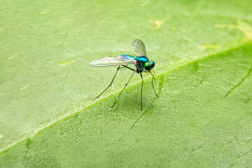 Dolichopodidae or long-legged flies on green leaf in the forest at Thailand.