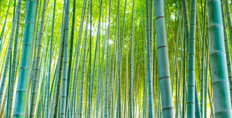 (Selective focus) Stunning view of a defocused bamboo forest during a sunny day. Arashiyama Bamboo Grove, Kyoto, Japan. Natural, green background with copy space.
