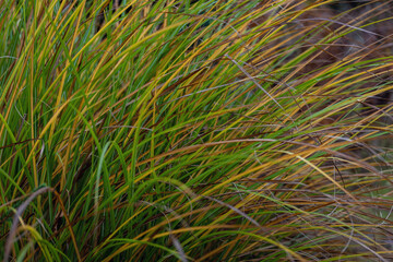 large bunch of multicolored tall grasses