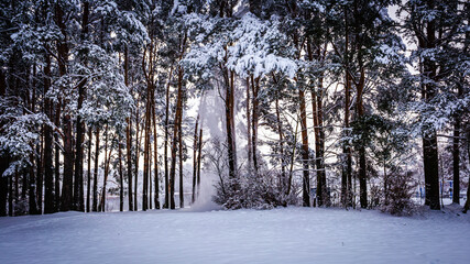Snow falls from pine branches in a clearing on a winter day
