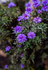 Small purple flowers on a green bush