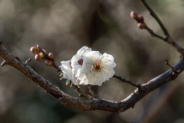 Flowers of the Plum of the Early Spring