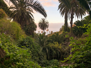 Fototapeta na wymiar Palm trees and lush vegetation in La Rambla de Castro. Tenerife, Canary Islands