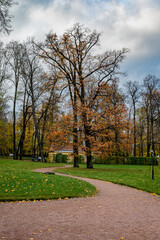 Empty threes, fallen leaves in the park