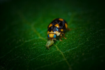 Close up detail of ladybug