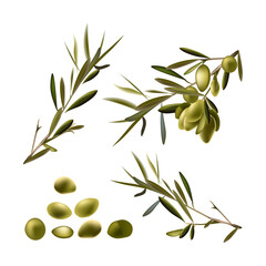 Green olives with green leaves on a branch. White background. Isolated. Set.
