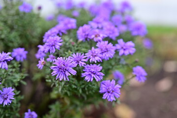 Obraz premium Small purple flowers on a green bush
