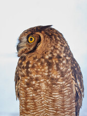 Portraits of owls at the bird show in Xativa, Spain