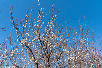 Obraz premium Flowers of the Plum of the Early Spring