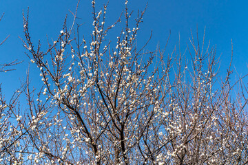 Flowers of the Plum of the Early Spring