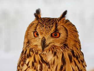 Portraits of owls at the bird show in Xativa, Spain