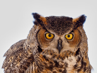 Portraits of owls at the bird show in Xativa, Spain