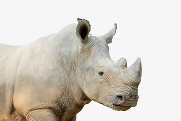 Obraz premium Action of white rhinoceros isolated on whited background