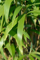 Fototapeta na wymiar Arrow bamboo