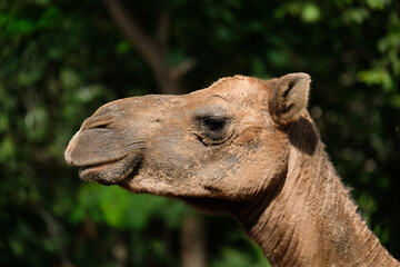 Close-up photo of camel face