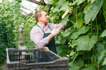 Portrait of man horticulturist in apron and gloves picking marrows in garden