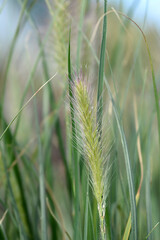 Fountain grass Hameln