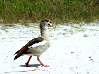 Egyptian Goose