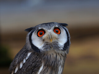 Portraits of owls at the bird show in Xativa, Spain