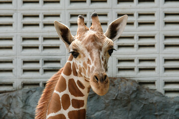 Close-up photo of giraffe face
