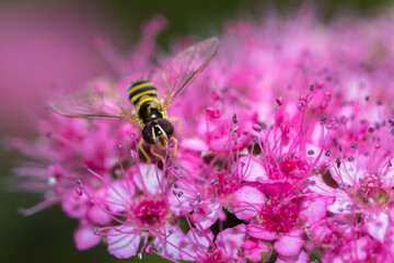 Close up detail of bee in the garden