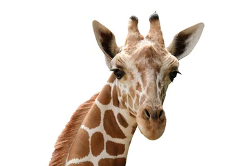 Gordijnen Close-up foto van giraf gezicht geïsoleerd op een witte achtergrond © J.NATAYO