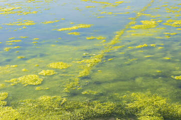 Algae growing in the salina, Aveiro, Beira Littoral, Portugal