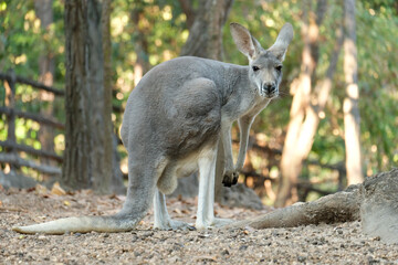 female kangaroo has joey growing up in the pouch.