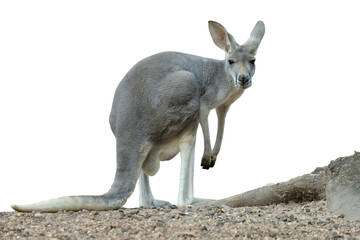 female kangaroo has joey growing up in the pouch. © J.NATAYO