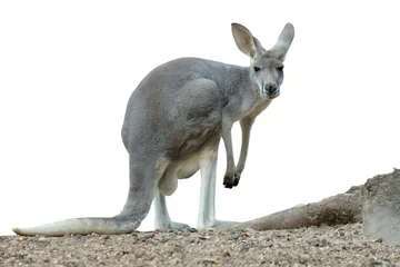 Fotobehang female kangaroo has joey growing up in the pouch. © J.NATAYO