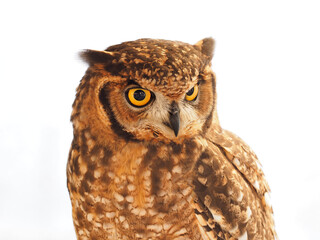 Portraits of owls at the bird show in Xativa, Spain