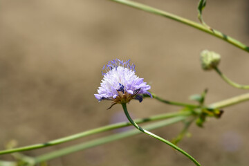 Transylvanian scabious