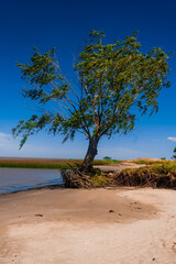 Árbol a orillas del Río de la Plata en la localidad de Punta del Indio con las raíces erosionadas.
