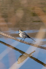 Obraz premium White Wagtail (Japanese Pied Wagtail)