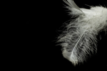 white feather on black