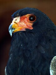 Black Eagle Profile
