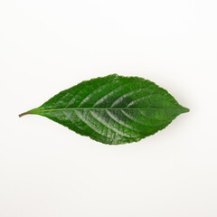 Obraz premium A piece of green leaf on white background. Flat lay view.