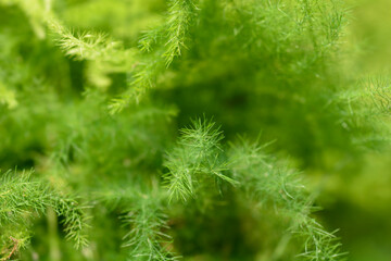 Common asparagus fern