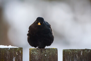 Selective focus photo. Blackbird. Turdus merula.