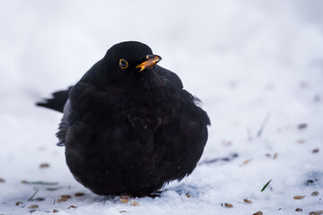 Selective focus photo. Blackbird. Turdus merula.