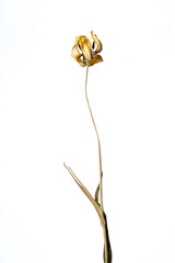 Dried tulip. Isolated on a white background dry flower with crumpled parts of dry leaves and petals with a part of dry stem. Herbarium of ordinary flowers improperly dried.