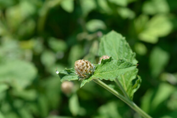 Pink Bachelors Button