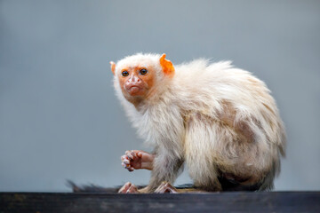 portrait of a silvery marmoset in natural habitat