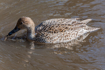 Wild Duck; Anas Platyrhynchos; Mallard