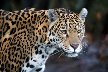 portrait of Jaguar (Panthera Onca) in natural habitat