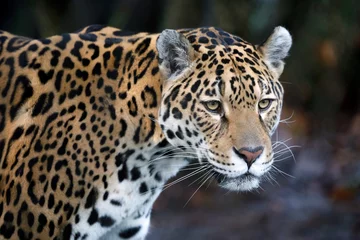 Foto op Plexiglas portret van Jaguar (Panthera Onca) in natuurlijke habitat © Edwin Butter