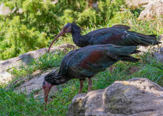 two Northern bald ibises