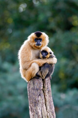 Obraz premium close image of Yellow Cheeked Gibbon monkey, mother with child in the forest