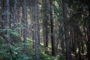 forest in the morning